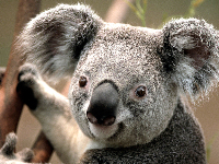 GRAND OPENING DEMO EVENT koala